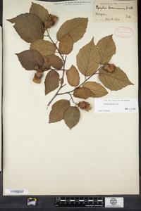 Corylus americana image