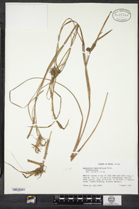 Sparganium angustifolium image