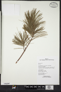 Pinus strobus image