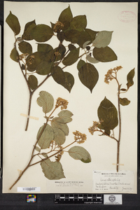 Cornus alternifolia image