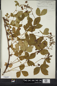 Rubus adjacens image