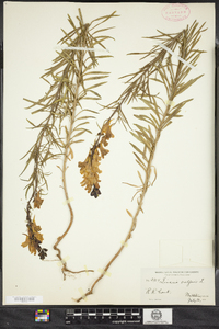 Linaria vulgaris image