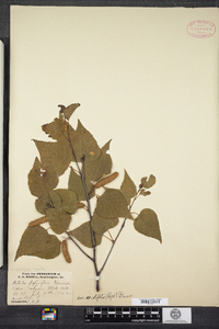 Betula papyrifera var. cordifolia image