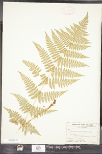 Dryopteris intermedia image