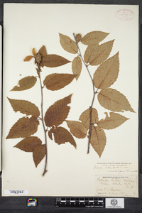 Betula alleghaniensis image