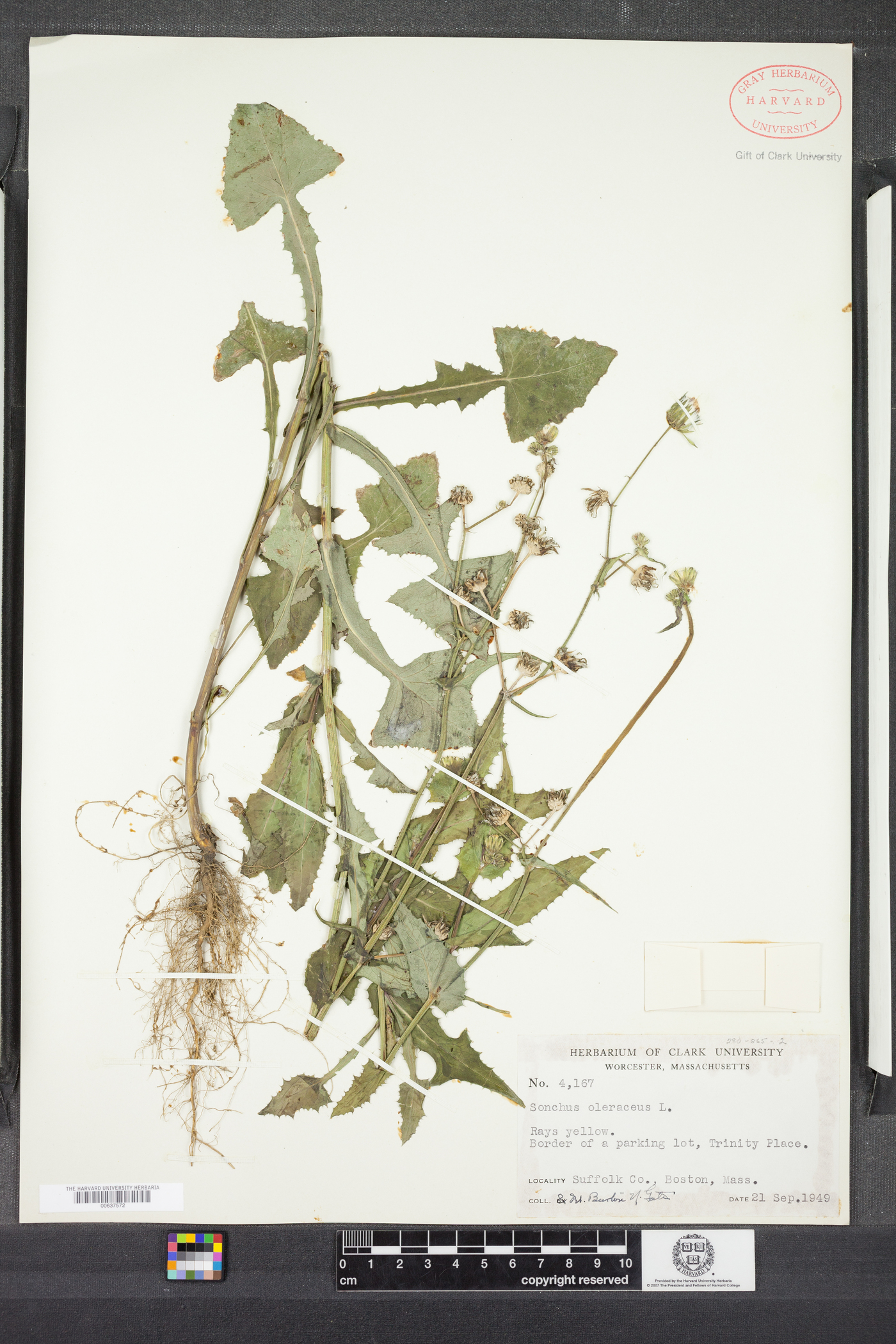 Sonchus oleraceus image