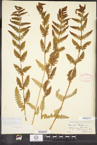 Osmunda claytoniana image