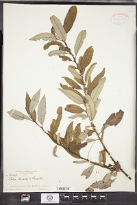 Salix conifera image