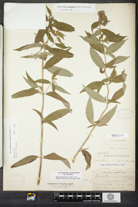 Pycnanthemum clinopodioides image