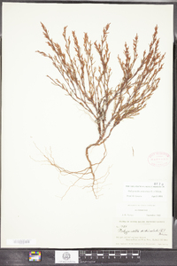 Polygonella articulata image