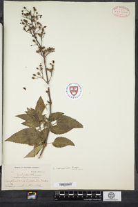 Scrophularia lanceolata image