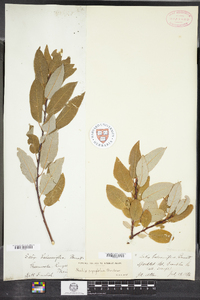 Salix pyrifolia image