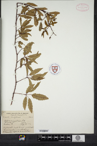 Rubus vermontanus image