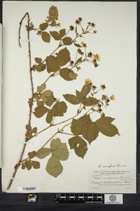 Rubus aculiferus image