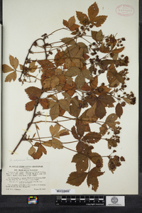 Rubus adjacens image