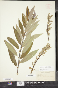Salix bebbii image