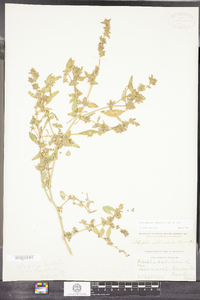 Atriplex glabriuscula image