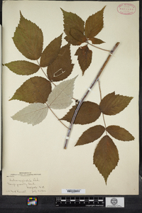 Rubus idaeus ssp. strigosus image