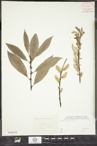 Salix discolor image