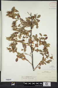 Rosa virginiana image