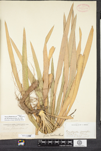 Yucca filamentosa image