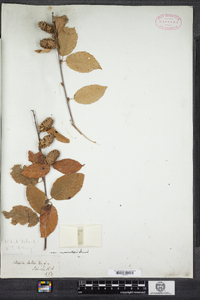 Betula alleghaniensis image