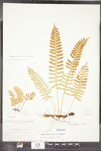 Polypodium virginianum image