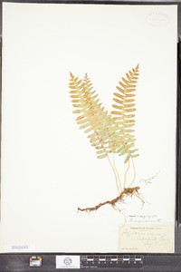 Polypodium virginianum image