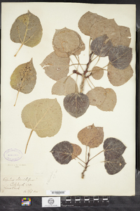 Populus tremuloides image