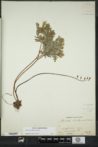 Dicentra cucullaria image