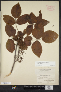 Toxicodendron radicans image