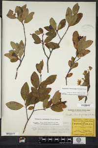 Amelanchier bartramiana image