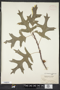 Quercus coccinea image