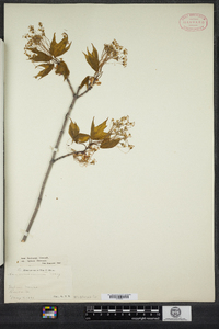 Acer saccharum image