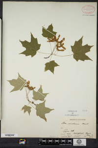 Acer saccharum image