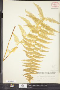 Dennstaedtia punctilobula image