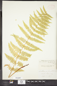 Dennstaedtia punctilobula image