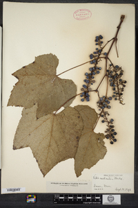 Vitis aestivalis image