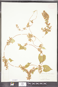 Polygonum scandens image