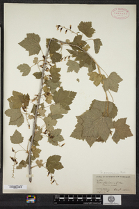 Ribes americanum image