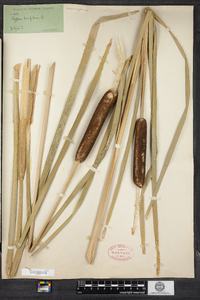 Typha latifolia image