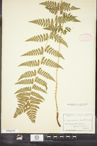 Dryopteris boottii image