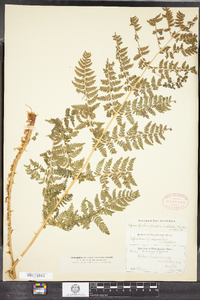 Dryopteris campyloptera image