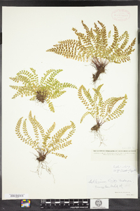 Asplenium trichomanes-ramosum image