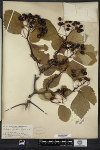 Crataegus succulenta image