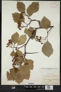 Crataegus succulenta image