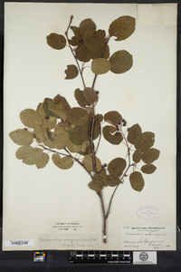 Amelanchier sanguinea image