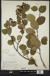 Amelanchier sanguinea image