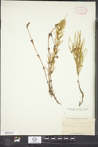 Equisetum arvense image