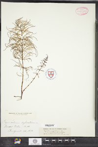 Equisetum sylvaticum image